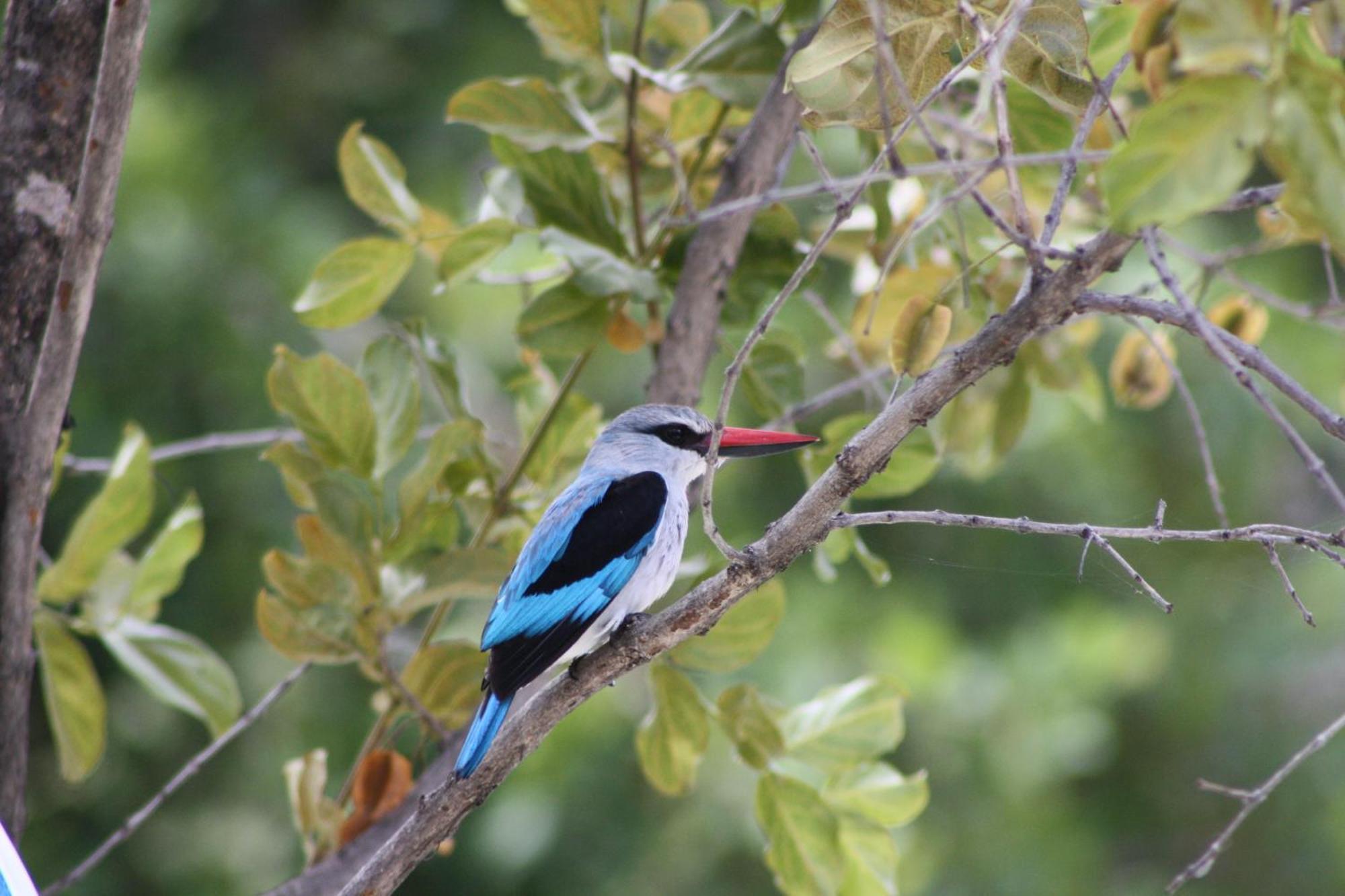 Normann Safari Bush Lodge Phalaborwa Zewnętrze zdjęcie