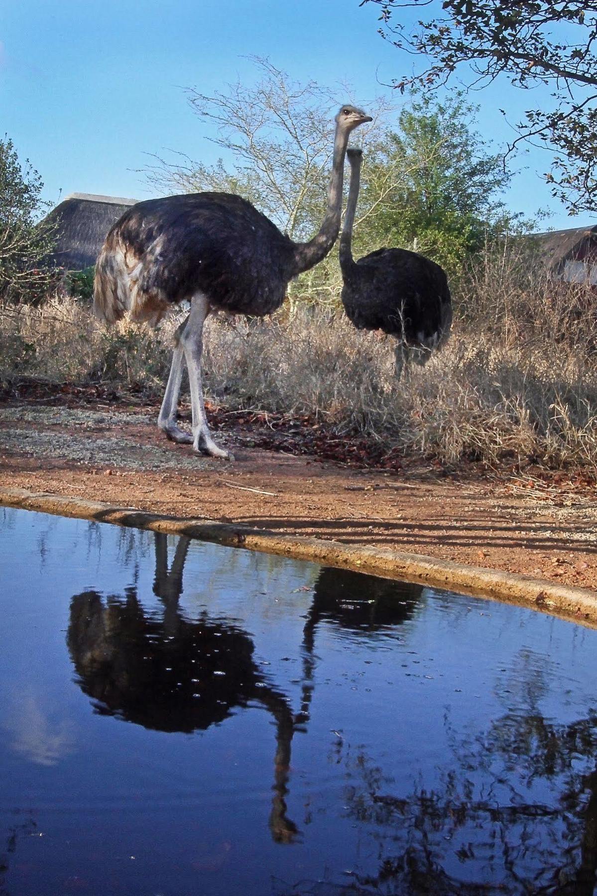Normann Safari Bush Lodge Phalaborwa Zewnętrze zdjęcie